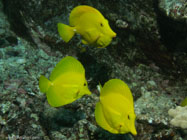 Yellow Tang / Zebrasoma flavescens / Pinnacle Point, Dezember 22, 2005 (1/160 sec at f / 5,6, 12.6 mm)