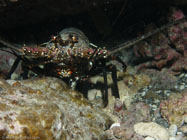 Hawaiian Spiny Lobster / Panulirus marginatus / Molokini, Dezember 23, 2005 (1/160 sec at f / 5,6, 16.8 mm)