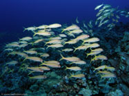 Yellowfin Goatfish / Mulloidichthys vanicolensis / Dragon Reef, Dezember 23, 2005 (1/80 sec at f / 4,5, 5.7 mm)