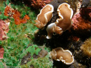 Nudibranch / Glossodoris rufomarginatus / Pinnacle Point, Dezember 24, 2005 (1/200 sec at f / 8,0, 11.5 mm)