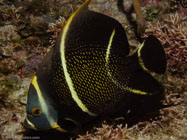 French Angelfish / Pomacanthus paru / Copacabana Divescenter, März 13, 2006 (1/100 sec at f / 8,0, 12.4 mm)