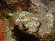 Balloonfish / Diodon holocanthus / Copacabana Divescenter, März 13, 2006 (1/100 sec at f / 8,0, 13.8 mm)