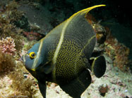 French Angelfish / Pomacanthus paru / Copacabana Divescenter, März 13, 2006 (1/100 sec at f / 8,0, 13 mm)