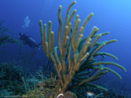 Giant Slit-Pore Sea Rod / Plexaurella nutans / Copacabana Divescenter, März 15, 2006 (1/80 sec at f / 5,6, 5.7 mm)