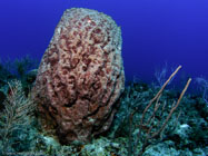 Giant Barrel Sponge / Xestospongia muta / Copacabana Divescenter, März 15, 2006 (1/200 sec at f / 5,6, 5.7 mm)