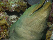 Green moray / Gymnothorax funebris / Maria La Gorda, März 25, 2006 (1/100 sec at f / 4,8, 22.9 mm)