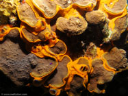 Orange Icing Sponge / Mycale laevis / Maria La Gorda, März 25, 2006 (1/100 sec at f / 5,0, 5.7 mm)