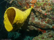 Yellow Tube Sponge / Aplysina fistularis / Maria La Gorda, März 26, 2006 (1/100 sec at f / 4,0, 5.7 mm)