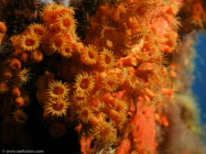 Sea anemone / Parazoanthus axinellae / Porquerolle, September 07, 2006 (1/125 sec at f / 5,6, 22.9 mm)
