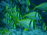 Porkfish / Anisotremus virginicus / Varadero, März 18, 2006 (1/200 sec at f / 8,0, 22.9 mm)