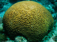 Symmetrical brain coral / Coral Diploria strigosa / Varadero, März 18, 2006 (1/80 sec at f / 8,0, 5.7 mm)
