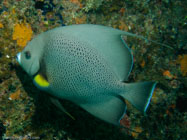 Gray angelfish / Pomacanthus arcuatus / Varadero, März 19, 2006 (1/80 sec at f / 5,6, 7.9 mm)
