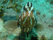 Nassau grouper / Epinephelus striatus / Varadero, März 19, 2006 (1/160 sec at f / 5,6, 11.8 mm)