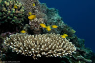  / Lemon Damsel? (pomacentrus moluccensis) / Eddy Reef, Juli 21, 2007 (1/160 sec at f / 8,0, 24 mm)