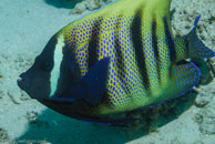 Six-banded Angelfish / Pomacanthus sexstriatus / Eddy Reef, Juli 21, 2007 (1/160 sec at f / 8,0, 62 mm)