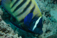 Six-banded Angelfish / Pomacanthus sexstriatus / Eddy Reef, Juli 21, 2007 (1/160 sec at f / 8,0, 62 mm)