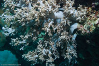  /  / Eddy Reef, Juli 21, 2007 (1/160 sec at f / 8,0, 50 mm)