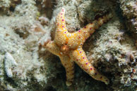  /  / Eddy Reef, Juli 21, 2007 (1/160 sec at f / 8,0, 62 mm)