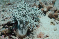  /  / Eddy Reef, Juli 21, 2007 (1/160 sec at f / 8,0, 38 mm)