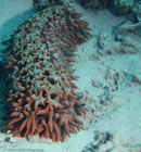 Sea Cucumber / Thelenota ananas / Eddy Reef, Juli 21, 2007 (1/160 sec at f / 8,0, 34 mm)