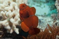 Spine-cheek Anemonefish / Premnas biaculeatus / Eddy Reef, Juli 21, 2007 (1/160 sec at f / 8,0, 62 mm)