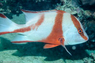 Red emperor / Lutjanus sebae / Eddy Reef, Juli 21, 2007 (1/160 sec at f / 8,0, 62 mm)