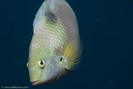 Golden Damsel / Amblyglyphidodon aureus / Eddy Reef, Juli 21, 2007 (1/160 sec at f / 8,0, 62 mm)