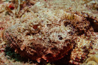 Spotted Scorpionfish / Scorpaena plumieri / Blue Reef Diving, März 08, 2007 (1/160 sec at f / 10, 70 mm)