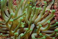 Giant Anemone / Condylactis gigantea / Blue Reef Diving, März 08, 2007 (1/160 sec at f / 10, 70 mm)