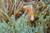 Pink Anemonefish / Amphiprion perideraion / Turtle Gully, Juli 07, 2007 (1/125 sec at f / 10, 62 mm)