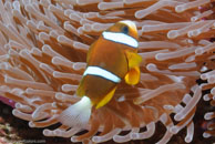 Barrier Reef Anemonefish / Amphiprion akindynos / Tenement I, Juli 09, 2007 (1/200 sec at f / 8,0, 62 mm)
