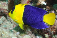 Bicolor Angelfish / Centropyge bicolor / Tenement I, Juli 09, 2007 (1/100 sec at f / 8,0, 55 mm)