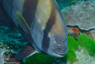 Hump-headed Spadefish / Platax batavianus / Heron Island, Juli 09, 2007 (1/100 sec at f / 8,0, 60 mm)