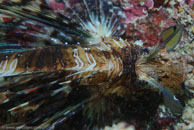 Red lionfish / Pterois volitans / Tenement I, Juli 15, 2007 (1/160 sec at f / 10, 105 mm)