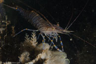 Common prawn / Palaemon serratus / Kabbelaarsrif, August 16, 2008 (1/100 sec at f / 13, 62 mm)