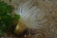 Plumose anemone / Metridium senile / Kabbelaarsrif, August 16, 2008 (1/100 sec at f / 13, 70 mm)