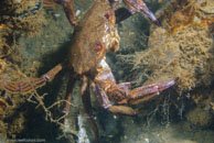 Velvet Swimming Crab / Necora puber / Kabbelaarsrif, August 16, 2008 (1/100 sec at f / 10, 62 mm)