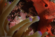  /  / Blue Reef Diving, März 15, 2008 (1/100 sec at f / 14, 105 mm)