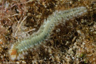 Bearded Fireworm / Hermodice carunculata / Blue Reef Diving, März 15, 2008 (1/100 sec at f / 14, 105 mm)