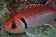 Blackbar Soldierfish / Myripristis jacobus / Marina Hemingway, März 19, 2008 (1/100 sec at f / 13, 105 mm)
