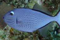 Sargassum Triggerfish / Xanthichthys ringens / Marina Hemingway, März 19, 2008 (1/100 sec at f / 13, 105 mm)