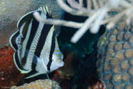  / Banded Butterflyfish Chaetodon striatus / Paraiso Perdito, März 23, 2008 (1/80 sec at f / 8,0, 62 mm)