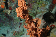 Brown Encrusting Octopus Sponge / Ectyplasia ferox / Yemaya, März 23, 2008 (1/80 sec at f / 8,0, 32 mm)