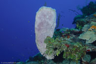 Azure Vase Sponge / Callyspongia plicifera / Las Cuevas de Pipo, März 24, 2008 (1/80 sec at f / 7,1, 32 mm)