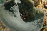 Banded Coral Shrimp / Stenopus hispidus / Fish Cave Reef, März 08, 2008 (1/60 sec at f / 7,1, 20 mm)