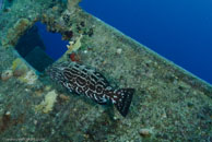 Black grouper / Mycteroperca bonaci / Fish Cave Reef, März 08, 2008 (1/100 sec at f / 7,1, 20 mm)