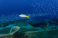  /  / Fish Cave Reef, März 08, 2008 (1/100 sec at f / 7,1, 11 mm)