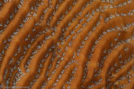 Whitestar Sheet Coral / Agaricia lamarcki / Bahia de Cochinos, März 09, 2008 (1/100 sec at f / 10, 105 mm)