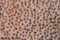 Lesser Starlet Coral / Siderastrea radians / Bahia de Cochinos, März 09, 2008 (1/100 sec at f / 10, 105 mm)