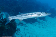 Great barracuda / Sphyraena barracuda / El Tanco, März 11, 2008 (1/100 sec at f / 9,0, 20 mm)